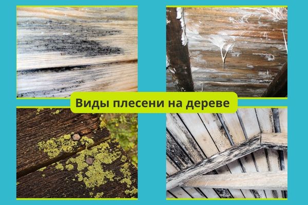 Виды плесени на дереве фото